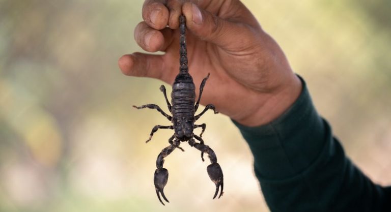 7 Things I’ve Learned {the hard way} About Scorpions
