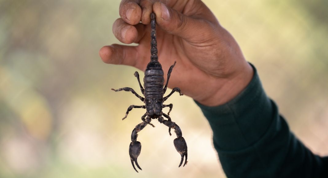 Vector Control Detects Venomous Bark Scorpions in Palm Desert