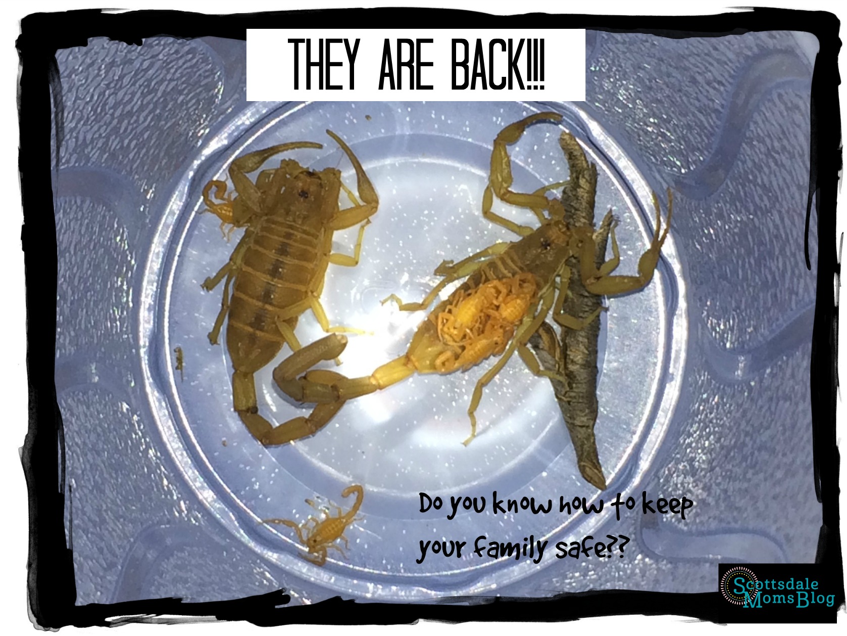 Scorpions – What YOU can do to keep your family safe