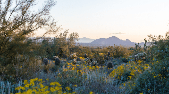 Looking at Camelback Mountain through wildflowers at Lost Dog Trailhead