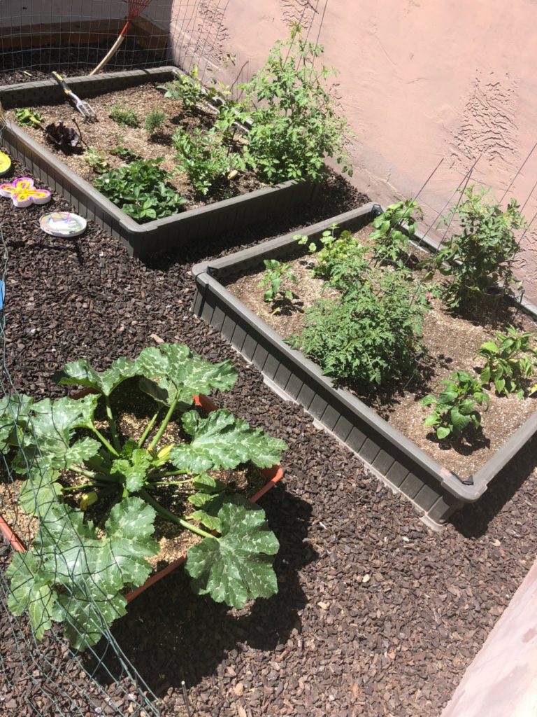 Growing a Backyard Garden in the Desert: Part three